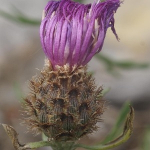 Photographie n°54049 du taxon Centaurea corymbosa Pourr. [1788]