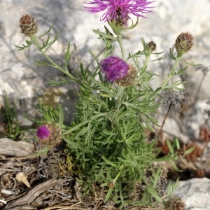 Photographie n°54050 du taxon Centaurea corymbosa Pourr. [1788]