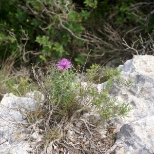 Photographie n°54051 du taxon Centaurea corymbosa Pourr. [1788]