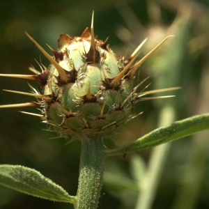 Photographie n°54055 du taxon Centaurea L. [1753]