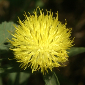 Photographie n°54056 du taxon Centaurea L. [1753]