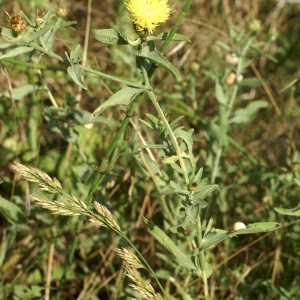 Photographie n°54057 du taxon Centaurea L. [1753]