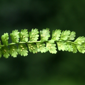 Photographie n°54068 du taxon Asplenium viride Huds. [1762]