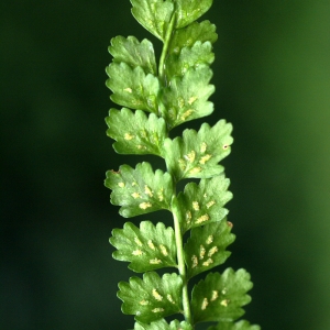 Photographie n°54069 du taxon Asplenium viride Huds. [1762]