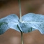  Liliane Roubaudi - Eucalyptus globulus Labill. [1800]