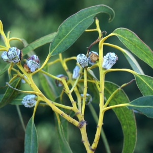 Photographie n°54074 du taxon Eucalyptus globulus Labill. [1800]