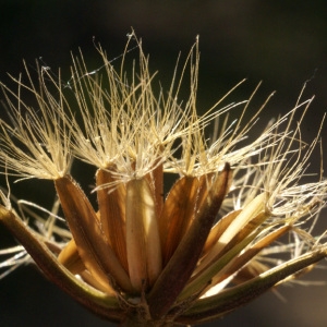 Photographie n°54075 du taxon Hyoseris radiata L. [1753]