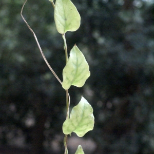 Photographie n°54080 du taxon Boussingaultia cordifolia Ten. [1853]