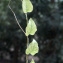  Liliane Roubaudi - Boussingaultia cordifolia Ten. [1853]