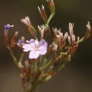 Photographie n°54098 du taxon Limonium pseudominutum Erben [1988]