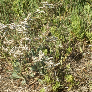 Photographie n°54106 du taxon Limonium auriculiursifolium (Pourr.) Druce [1928]