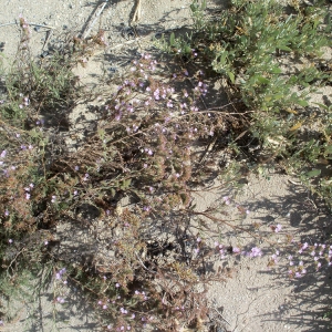 Photographie n°54110 du taxon Limonium ferulaceum (L.) Chaz. [1790]