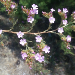  - Limonium ferulaceum (L.) Chaz. [1790]