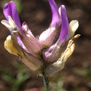 Photographie n°54122 du taxon Astragalus vesicarius L. [1753]