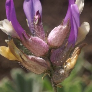 Astragalus vesicarius L. (Astragale à calice renflé)