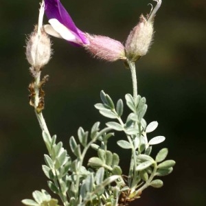 Photographie n°54126 du taxon Astragalus vesicarius L. [1753]