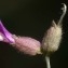  Liliane Roubaudi - Astragalus vesicarius L. [1753]