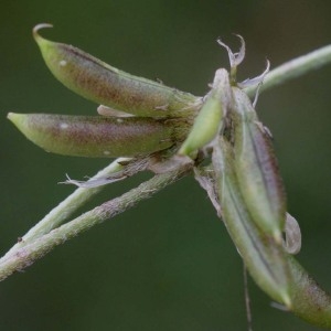 Photographie n°54130 du taxon Astragalus depressus L. [1756]