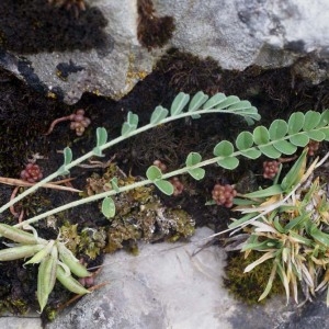 Photographie n°54132 du taxon Astragalus depressus L. [1756]