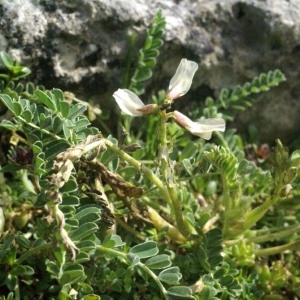 Photographie n°54133 du taxon Astragalus depressus L. [1756]