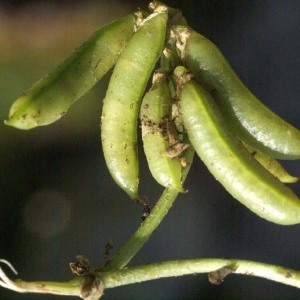 Photographie n°54134 du taxon Astragalus depressus L. [1756]