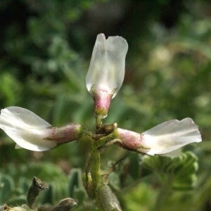 Astragalus depressus L. (Astragale nain)