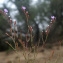  Liliane Roubaudi - Limonium bellidifolium (Gouan) Dumort. [1827]