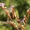  Liliane Roubaudi - Limonium bellidifolium (Gouan) Dumort. [1827]