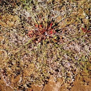 Photographie n°54148 du taxon Limonium bellidifolium (Gouan) Dumort. [1827]