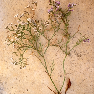 Photographie n°54149 du taxon Limonium bellidifolium (Gouan) Dumort. [1827]