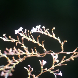 Photographie n°54155 du taxon Limonium diffusum (Pourr.) Kuntze [1891]