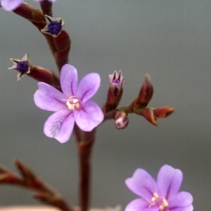 Statice aspera Lam. (Limonium annuel)