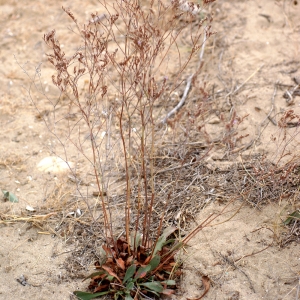 Photographie n°54170 du taxon Limonium legrandii (Gaut. & Timb.-Lagr.) Erben [1978]