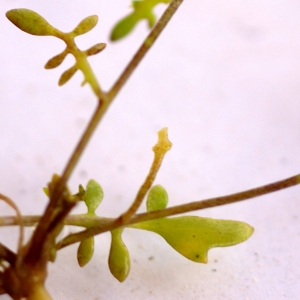 Photographie n°54176 du taxon Hymenolobus procumbens (L.) Nutt. ex Schinz & Thell. [1921]