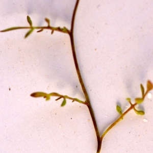 Photographie n°54177 du taxon Hymenolobus procumbens (L.) Nutt. ex Schinz & Thell. [1921]