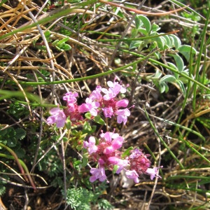 Photographie n°54183 du taxon Thymus serpyllum L. [1753]