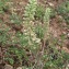  Faustine WITSCHGER-GODARD - Alyssum alyssoides (L.) L. [1759]