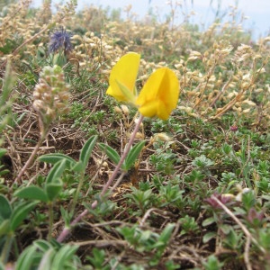 Photographie n°54189 du taxon Coronilla minima L. [1756]