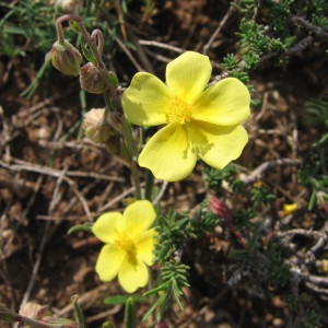 Photographie n°54191 du taxon Fumana procumbens (Dunal) Gren. & Godr. [1847]