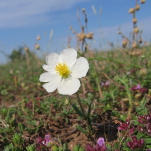 Photographie n°54193 du taxon Helianthemum apenninum (L.) Mill. [1768]