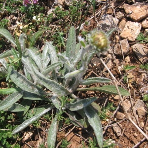 Photographie n°54196 du taxon Inula montana L. [1753]