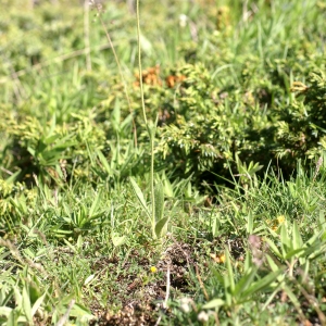 Photographie n°54197 du taxon Hieracium cymosum L. [1763]