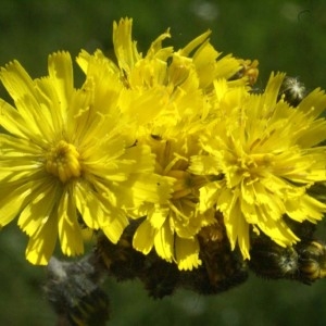 Photographie n°54204 du taxon Hieracium cymosum L. [1763]