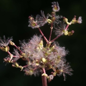 Photographie n°54215 du taxon Valeriana tuberosa L. [1753]