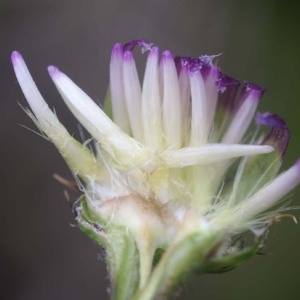 Photographie n°54225 du taxon Serratula nudicaulis (L.) DC. [1805]