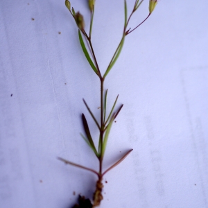 Photographie n°54230 du taxon Gypsophila muralis L. [1753]