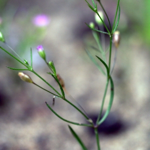 Photographie n°54233 du taxon Gypsophila muralis L. [1753]