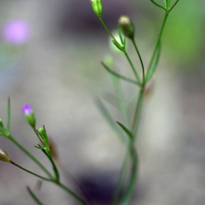 Photographie n°54235 du taxon Gypsophila muralis L. [1753]