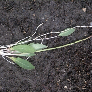 Photographie n°54240 du taxon Aetheorhiza bulbosa (L.) Cass. [1827]