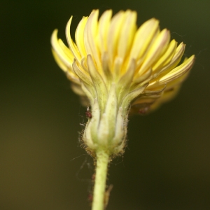Sonchus bulbosus (L.) N.Kilian & Greuter (Crépis bulbeux)